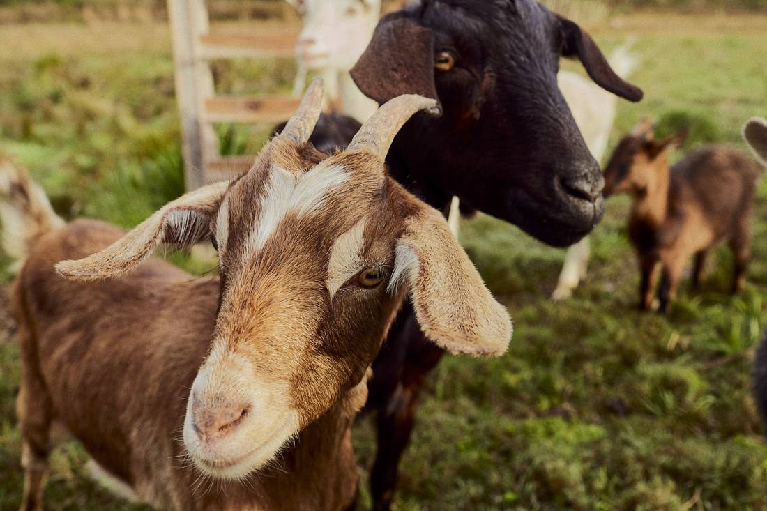 The farm’s goats