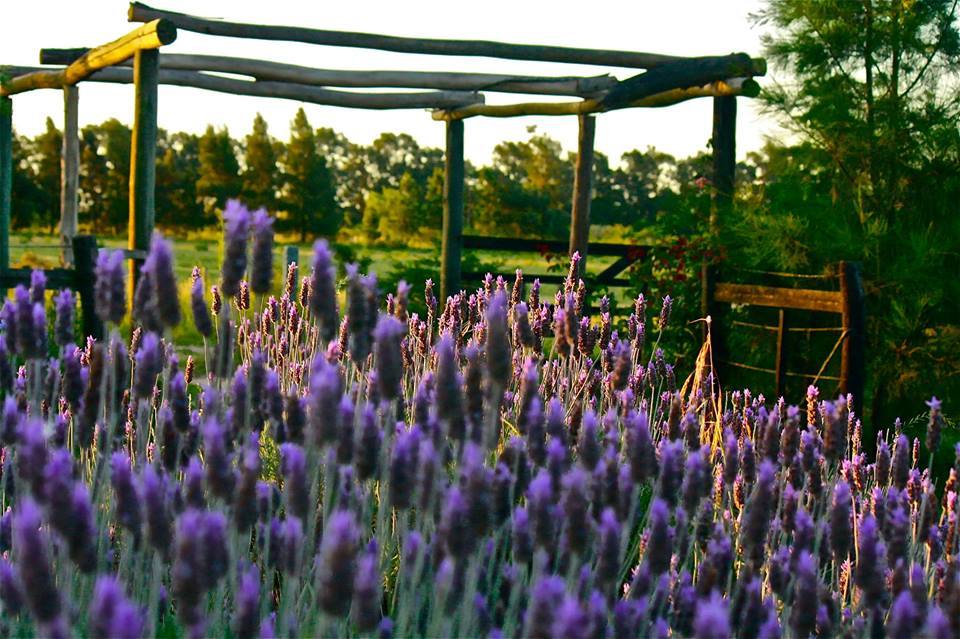 La Vigna’s lavender